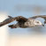 Western Gull